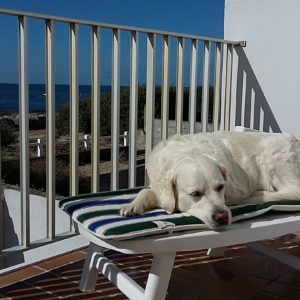 chien chien